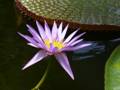 Purple water lily 10